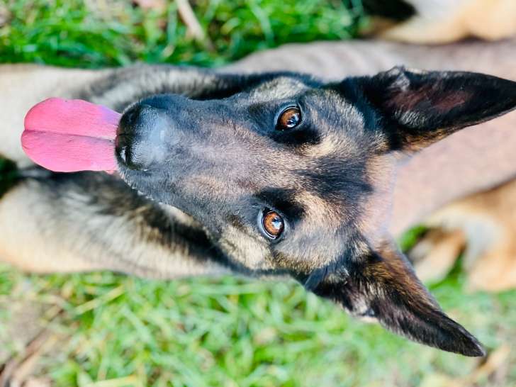Urka, chienne Malinois à adopter en SPA