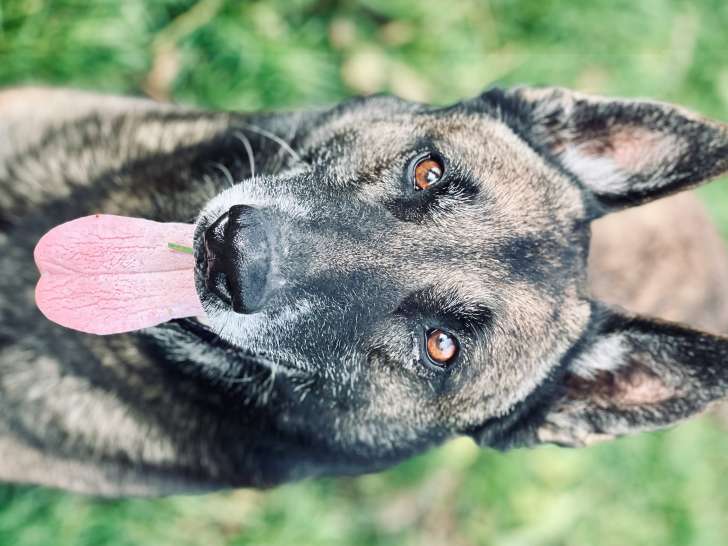 Narco, Malinois à adopter en SPA