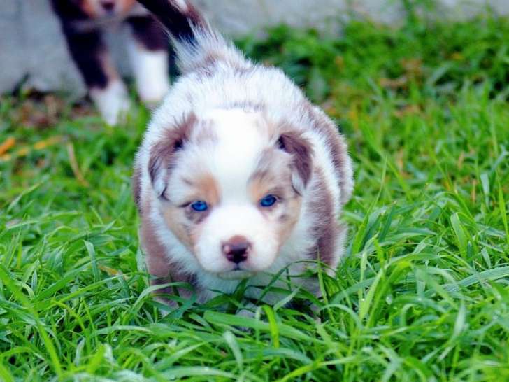 À réserver, 4 chiots Bergers Américains Miniatures LOF d’août 2025