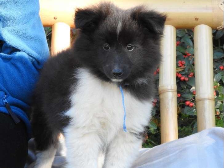 10 chiots Bergers des Shetland LOF à vendre