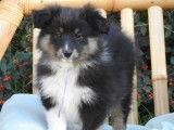 10 chiots Bergers des Shetland LOF à vendre