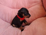 Chiots Pinsher Nain à vendre