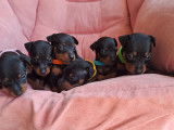 Chiots Pinsher Nain à vendre