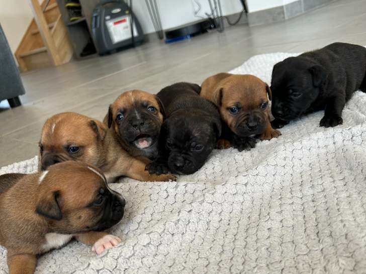 Chiots Staffordshire Bull Terrier à vendre (3 femelles & 3 mâles)