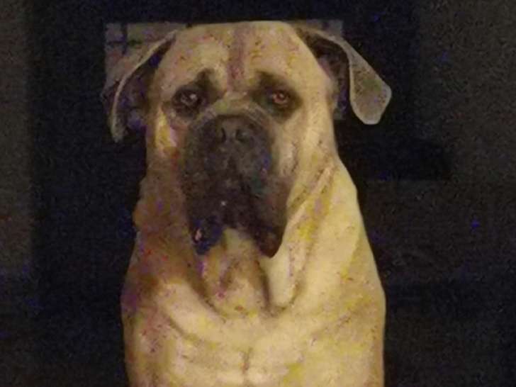 Mâle Cane Corso cherche femelle pour saillie