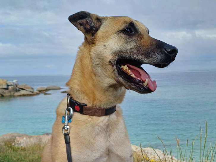Malinois croisé Husky de 6 ans à donner