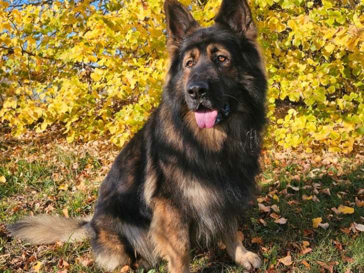 À réserver, 10 chiots Altdeutscher Schäferhund LOF