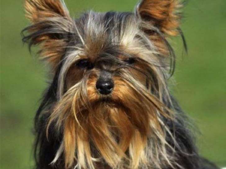 Des chiots Yorkshire Toy LOF à vendre, mâles et femelles nés en août 2025