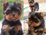 À réserver, chiots Yorkshire Toy LOF, mâles et femelles de septembre 2025