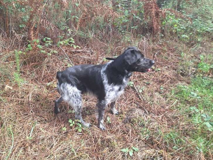 1 chien Épagneul Breton mâle LOF à vendre, noir et blanc de 2021