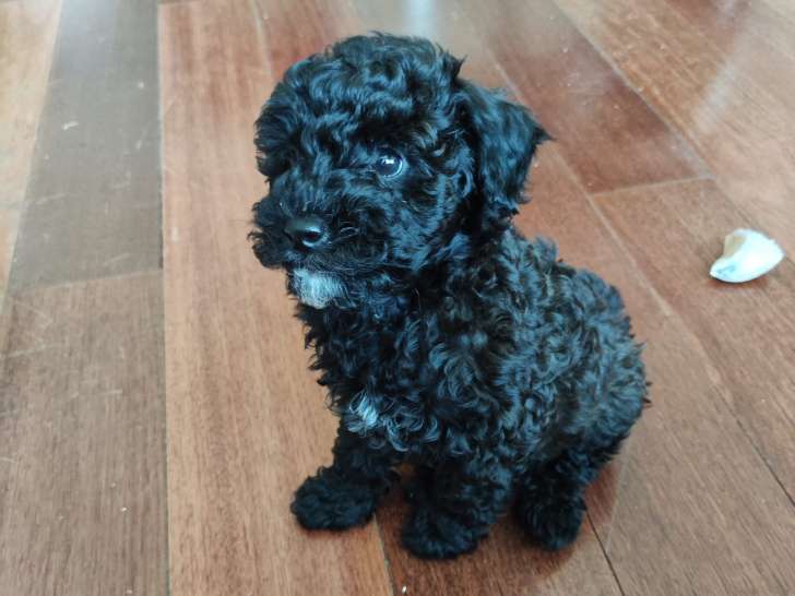 Magnifique chiot Caniche à vendre