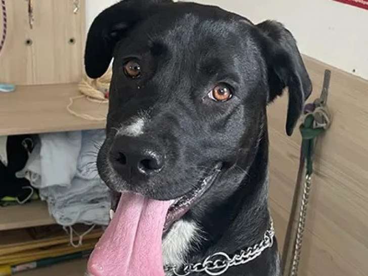 Chien noir avec marque blanche prêt pour l'adoption
