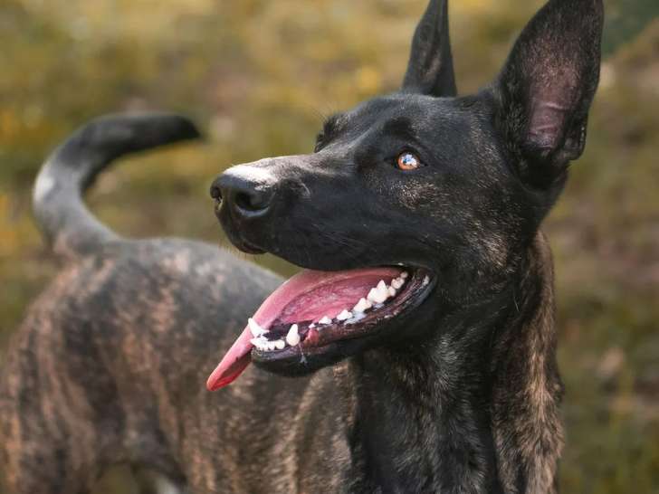 Chien Berger Hollandais en attente d’une famille