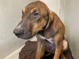 Chiot mâle de 4 mois à accueillir