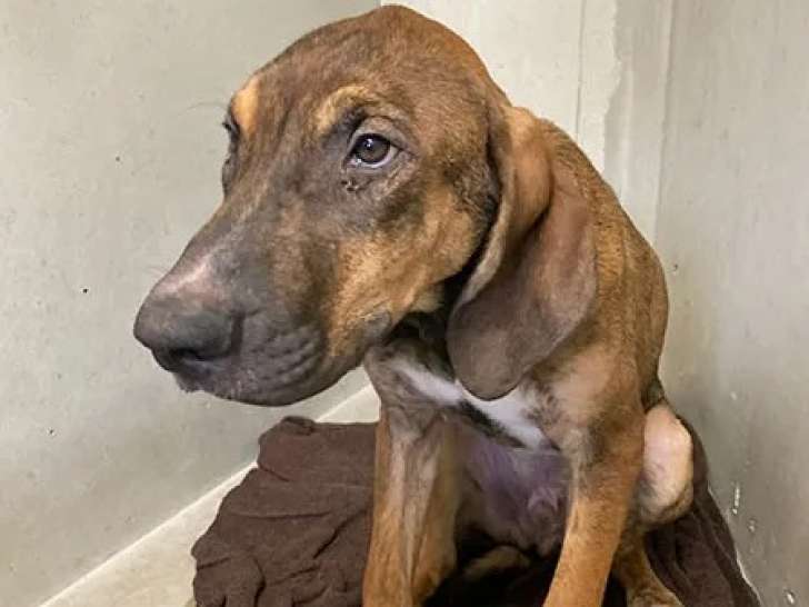 Chiot mâle de 4 mois à accueillir