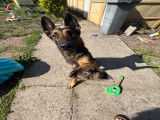 Beauceron croisé Malinois de 2 ans à donner