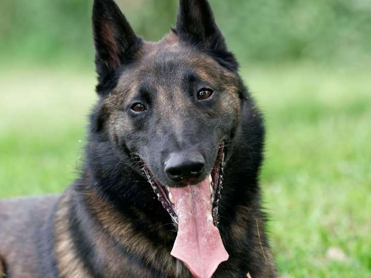 Chien Berger Malinois de 2 ans en quête d’un foyer