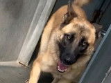 Adoption disponible : chienne Berger Allemand d'un an