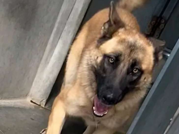 Adoption disponible : chienne Berger Allemand d'un an