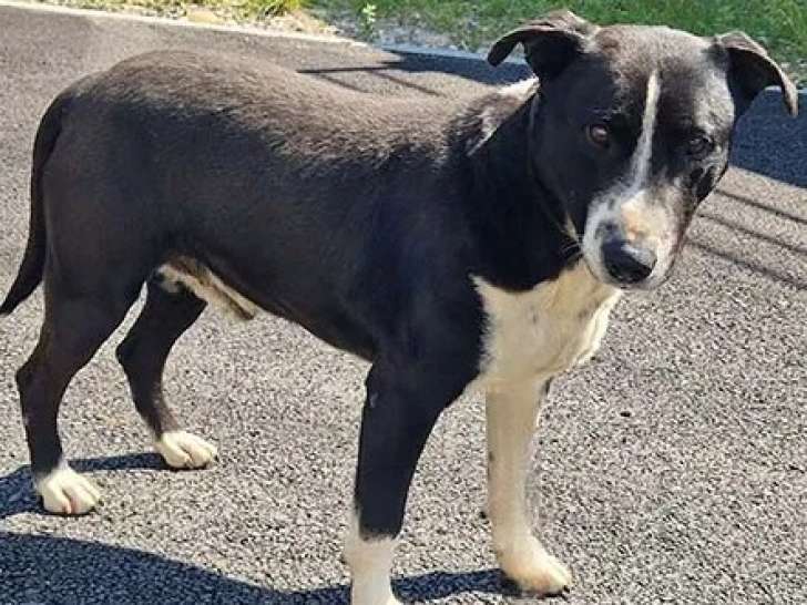 Chien Bull Terrier à la recherche d’un foyer