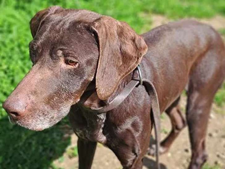 À adopter, chienne Braque Allemand chocolat