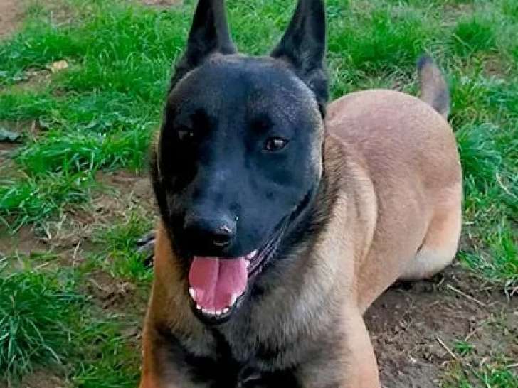 Disponible à l'adoption, chien Berger Malinois fauve charbonné