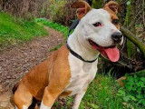 En attente d'adoption, chienne Staffordshire Américain Terrier de 6 ans