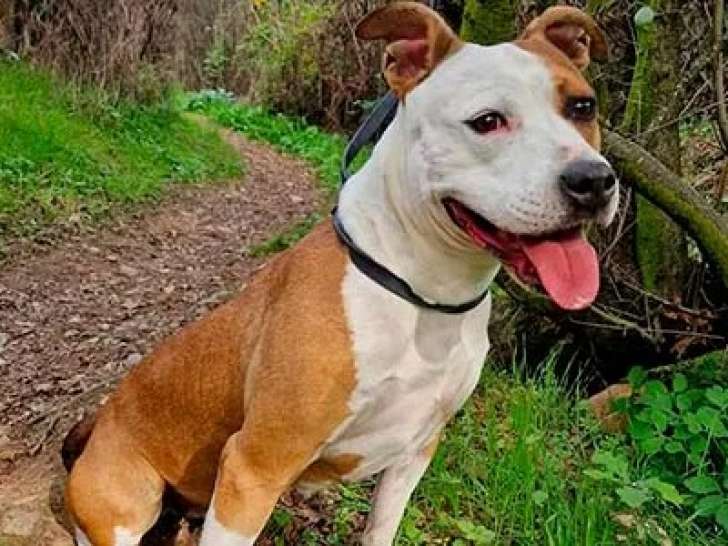 En attente d'adoption, chienne Staffordshire Américain Terrier de 6 ans