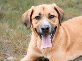 Prêt pour l'adoption, chien au pelage fauve
