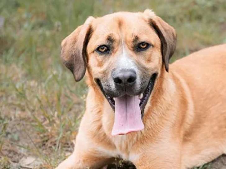 Prêt pour l'adoption, chien au pelage fauve