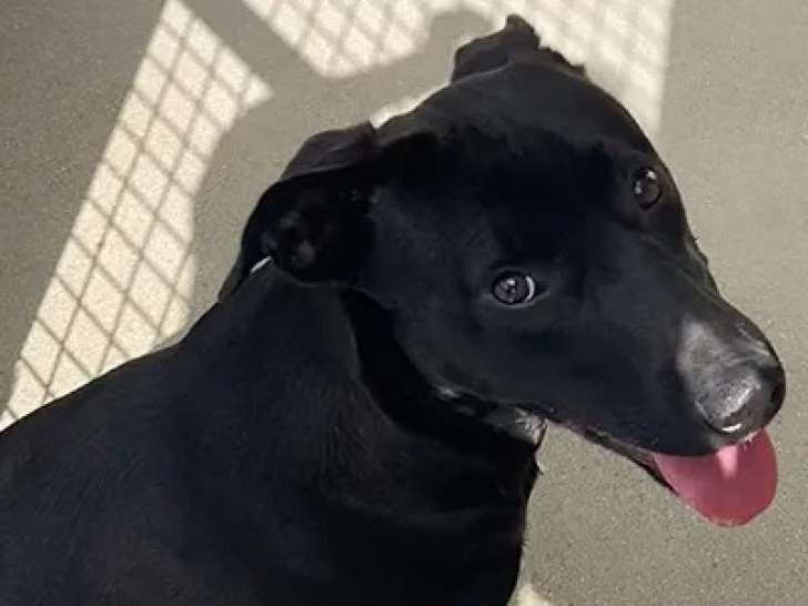 En attente d’une famille, chien Berger âgé d'un an