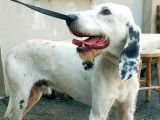 À accueillir, chien courant âgé de 6 ans