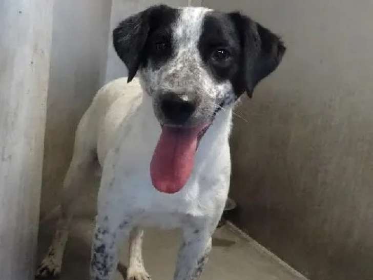 En quête d'une famille, chien courant blanc avec marque noire