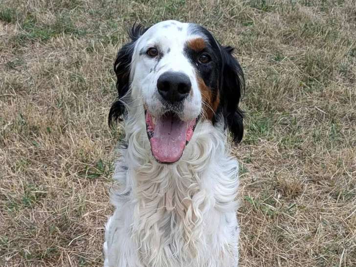 Adoption disponible : chien courant tricolore