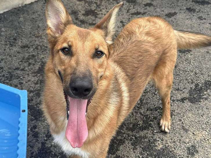 À la recherche d'une famille, chiot mâle Berger Malinois de 9 mois