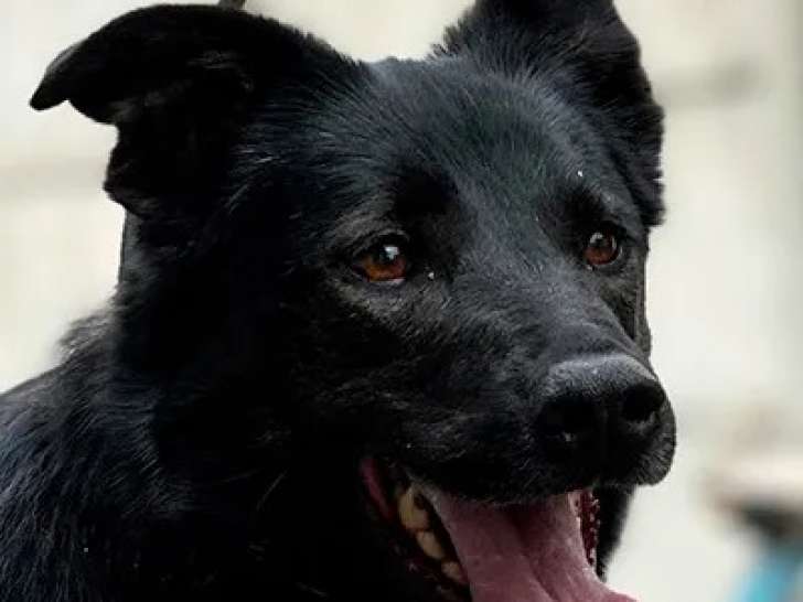 À adopter : chienne de 6 ans