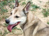Disponible à l'adoption : chien Berger noir et beige