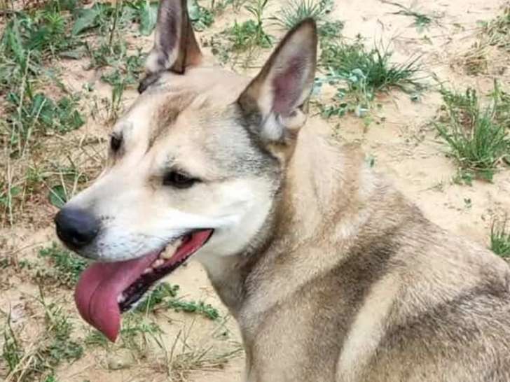 Disponible à l'adoption : chien Berger noir et beige
