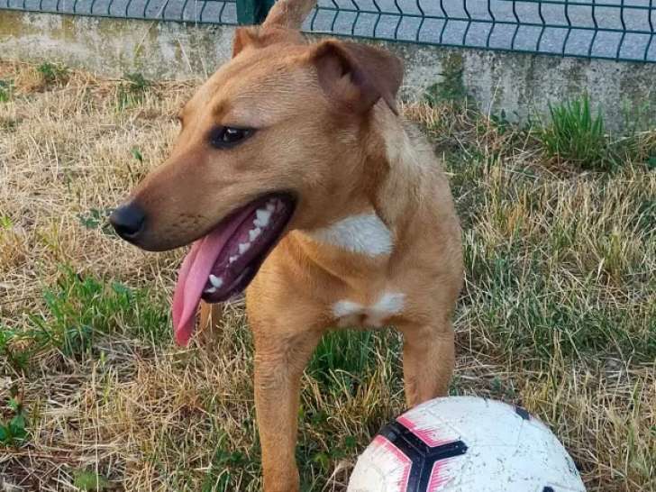 En attente d'adoption : chiot mâle fauve