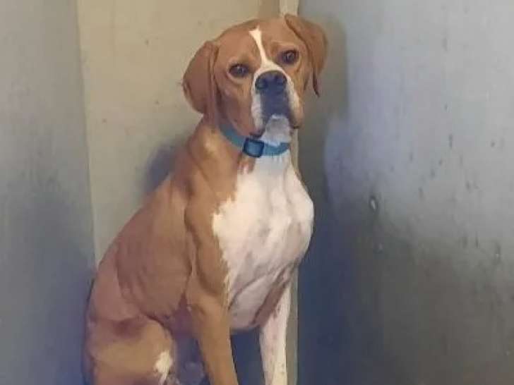 Prêt pour l'adoption : chien Pointer Anglais d'un an