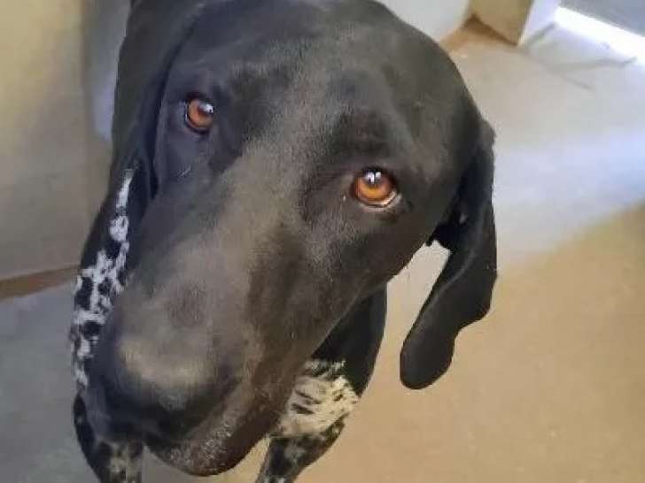 À accueillir : chien Braque noir avec marque blanche
