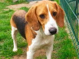 En quête d'un foyer : chienne Beagle tricolore