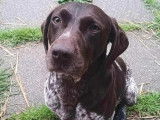 À la recherche d'une famille : chien Braque marron et blanc