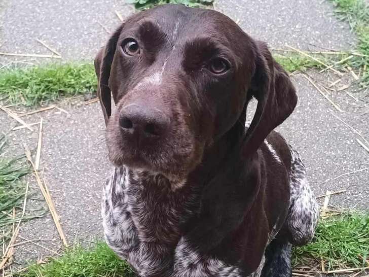 À la recherche d'une famille : chien Braque marron et blanc