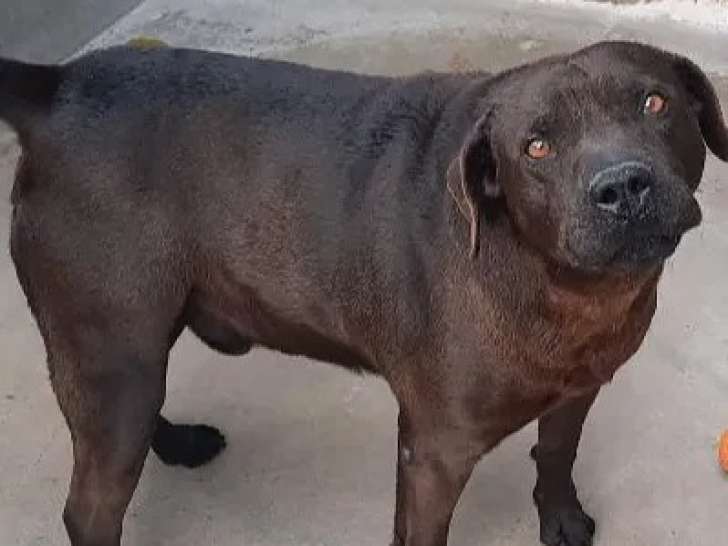 Adoption disponible : chien au pelage chocolat