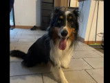 Chien Berger Australien de 3 ans à adopter