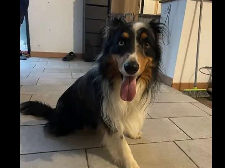Chien Berger Australien de 3 ans à adopter