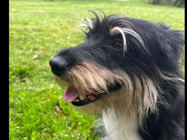 Chien Griffon tricolore disponible à l'adoption