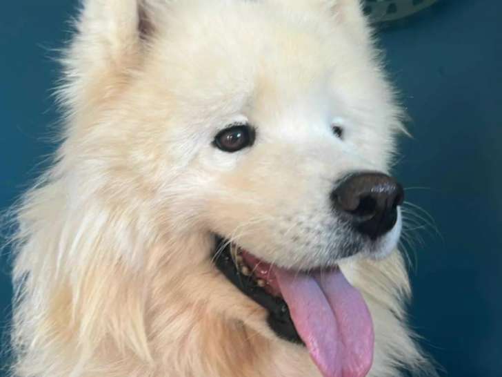 Chienne Samoyède de 9 ans en attente d'adoption