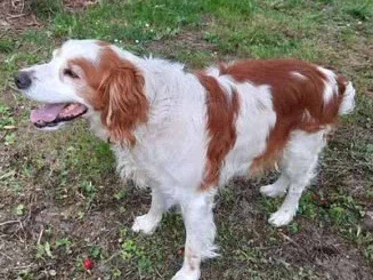 Chien Épagneul marron et blanc prêt pour l’adoption